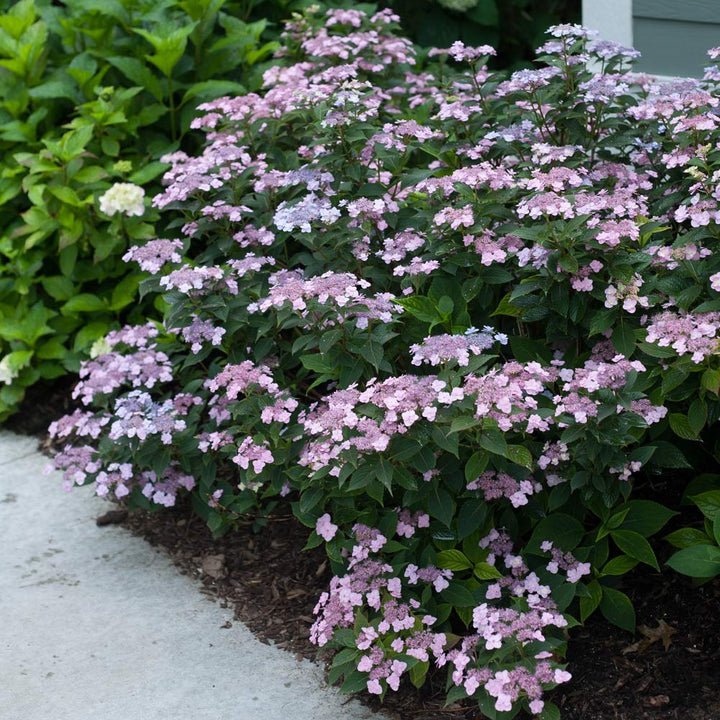Hydrangea serrata Tiny Tuff Stuff™