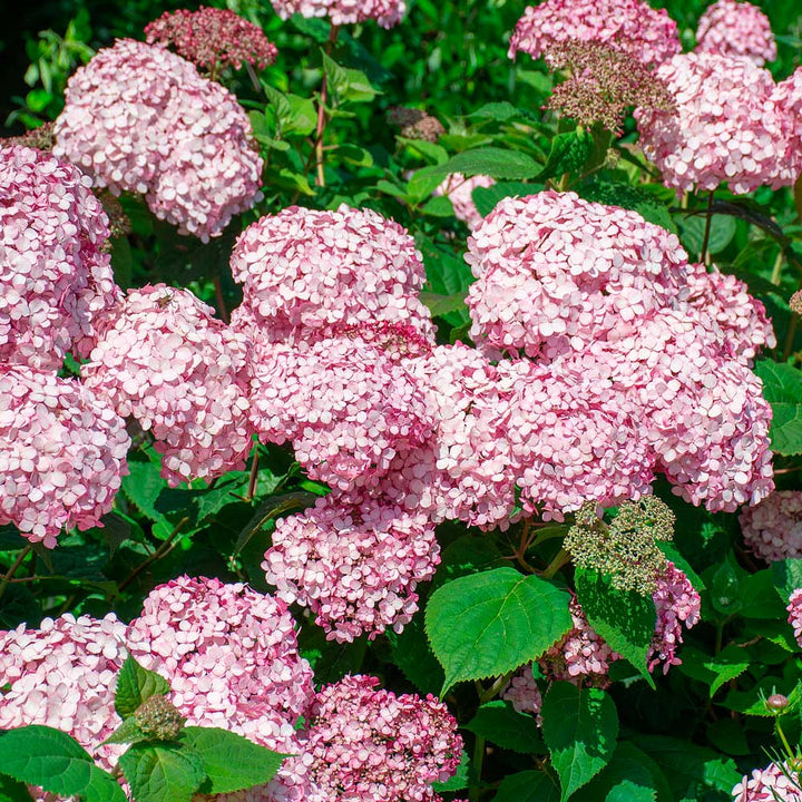 Hydrangea arborescens Incrediball® Blush