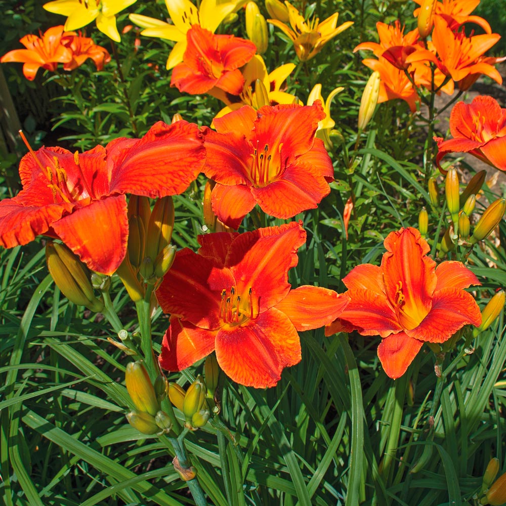 Hemerocallis 'Alabama Jubilee'