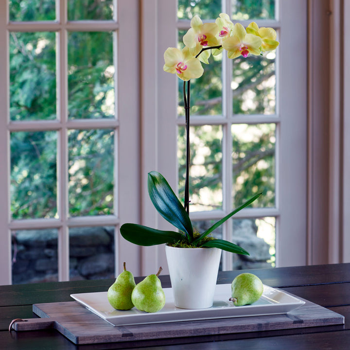 Months of Easy-Care Moth Orchids - Grower's Choice