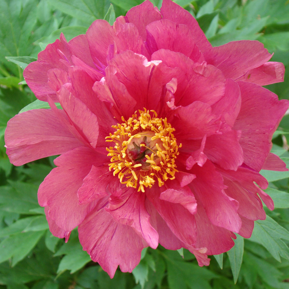 Itoh Peony Garden Candy® Hot Tamale™
