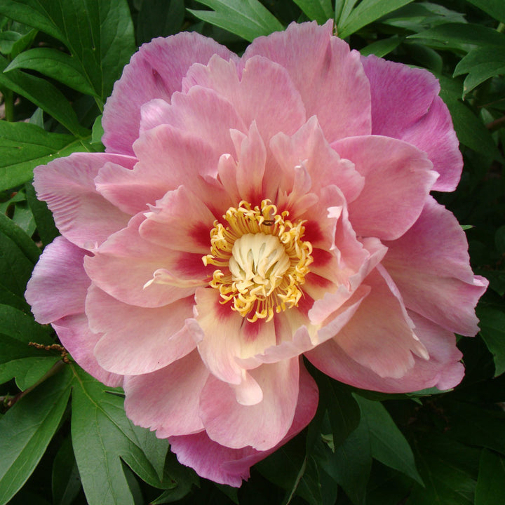 Itoh Peony Garden Candy® Sweet Treat™