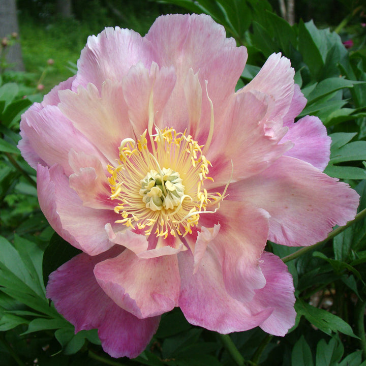 Itoh Peony Garden Candy® Sweet Treat™
