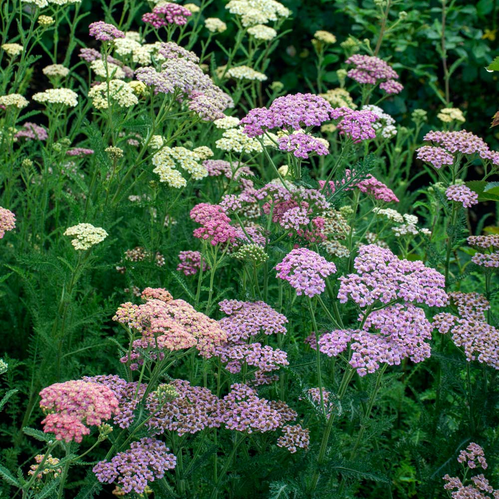 Achillea millefolium Colorado Mix