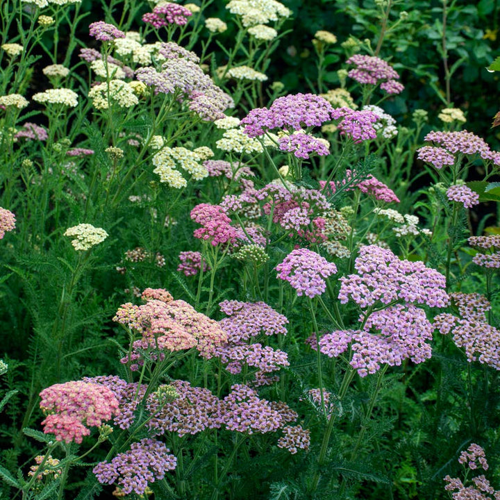 Achillea millefolium Colorado Mix