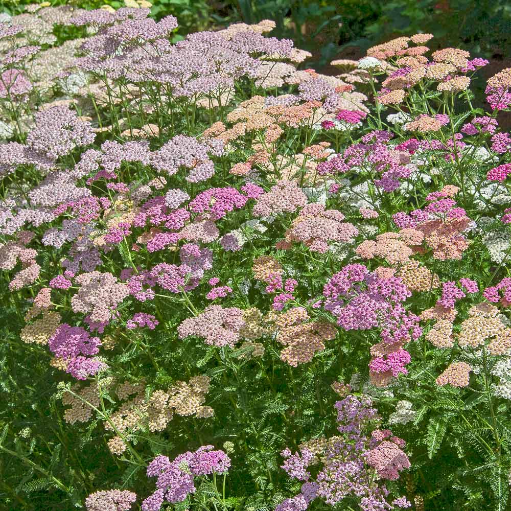 Achillea millefolium Colorado Mix