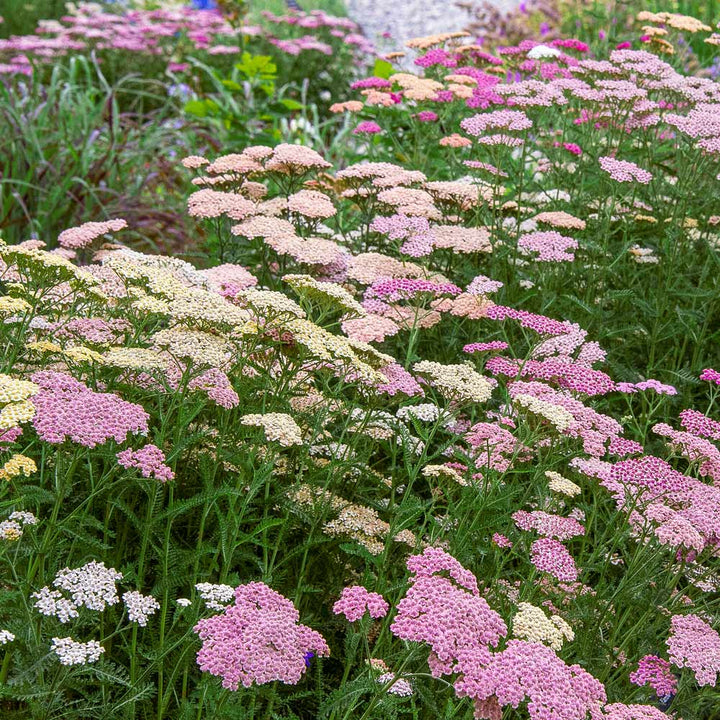 Achillea millefolium Colorado Mix