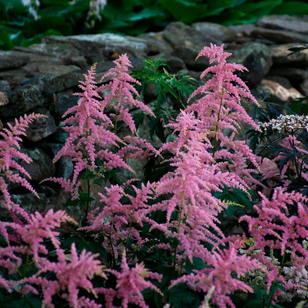 Astilbe x arendsii 'Bressingham Beauty'