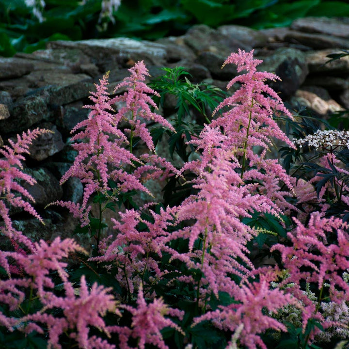 Astilbe x arendsii 'Bressingham Beauty'