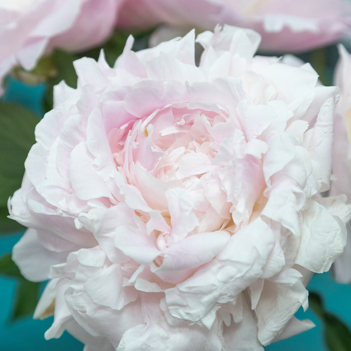 Peony 'Myrtle Gentry'