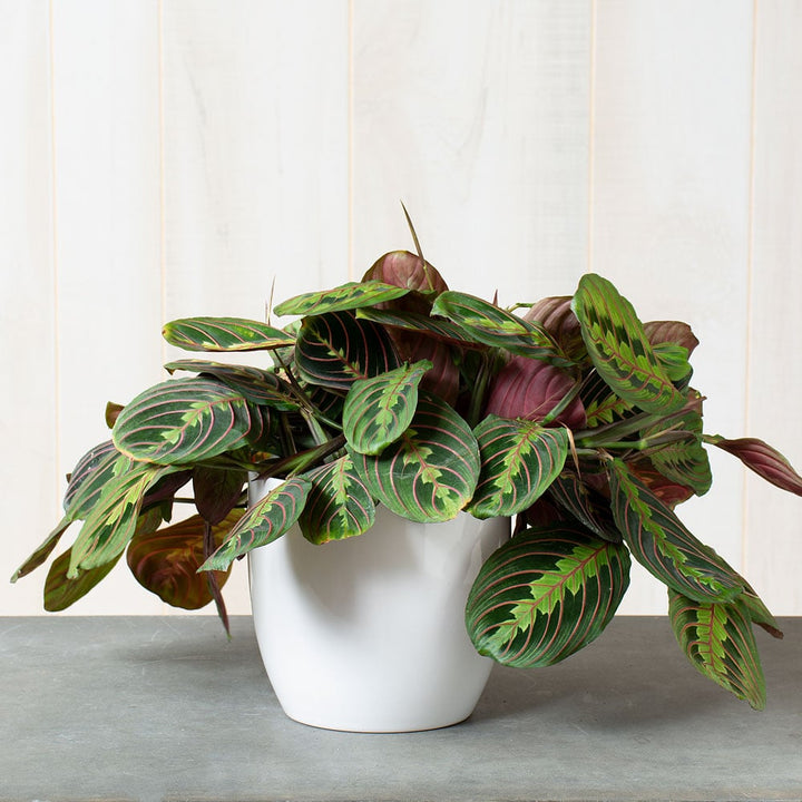 Red Prayer Plant in ceramic cachepot