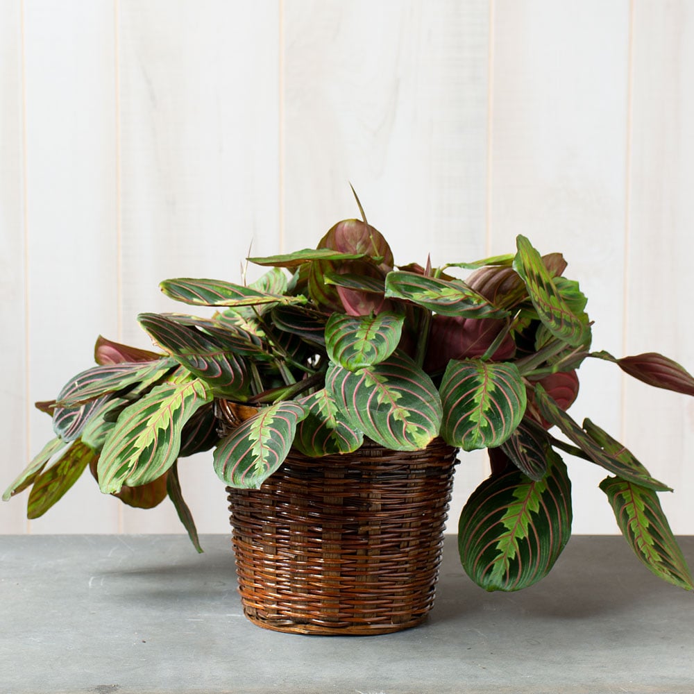 Red Prayer Plant in woven basket