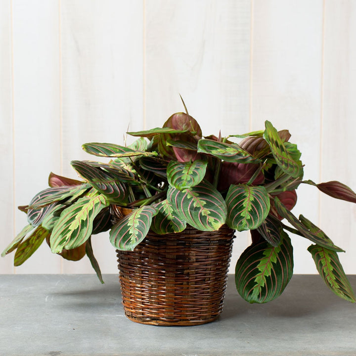 Red Prayer Plant in woven basket