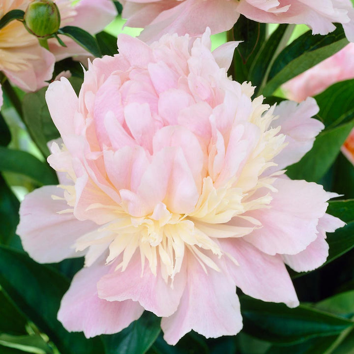 Peony 'Angel Cheeks'