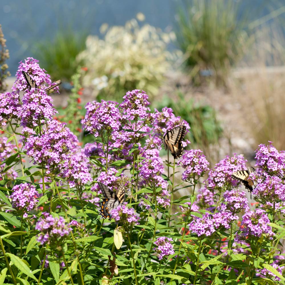 Phlox paniculata 'Jeana'