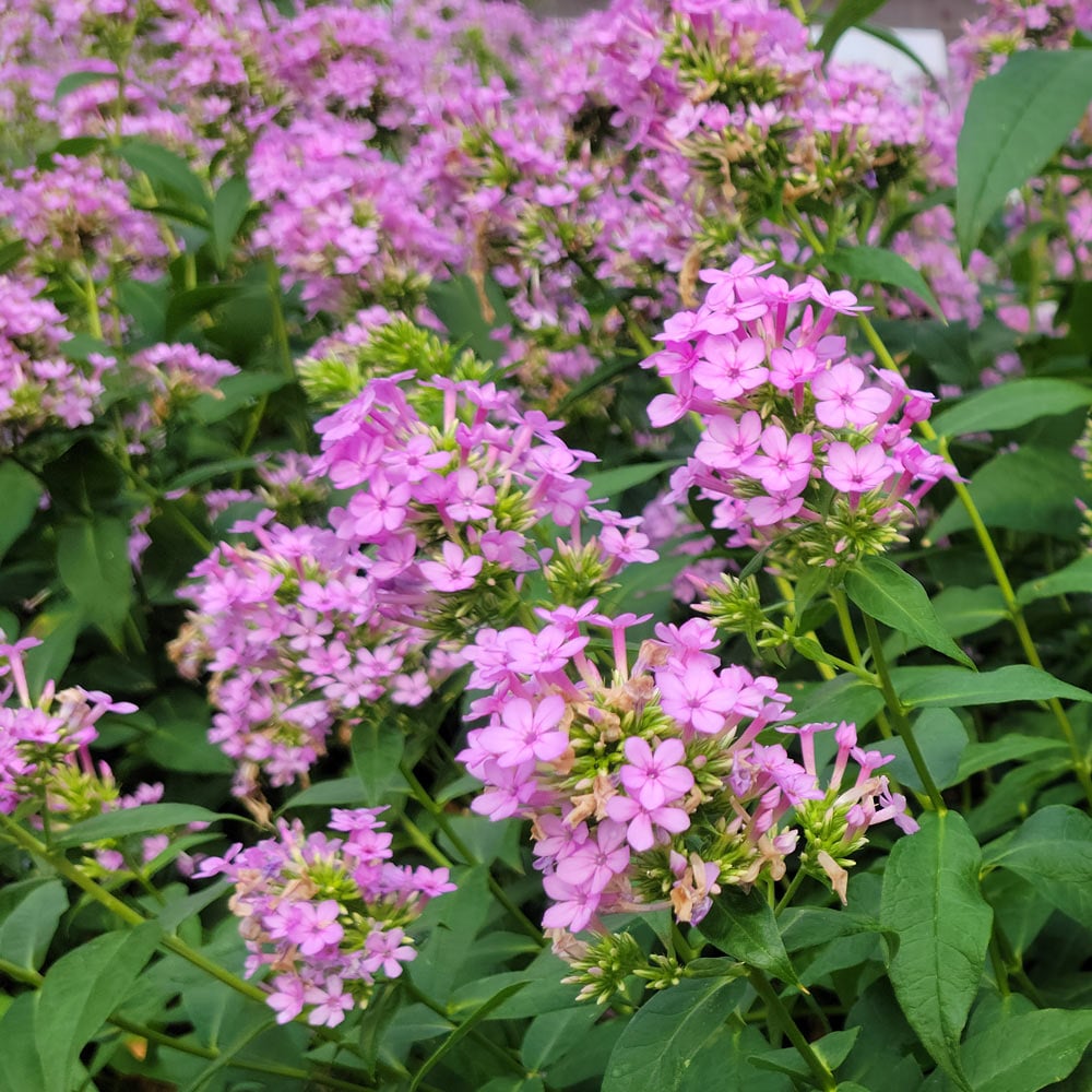 Phlox paniculata 'Jeana'
