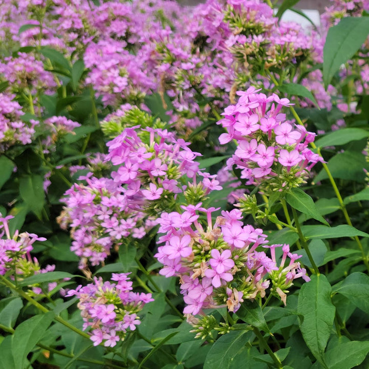 Phlox paniculata 'Jeana'