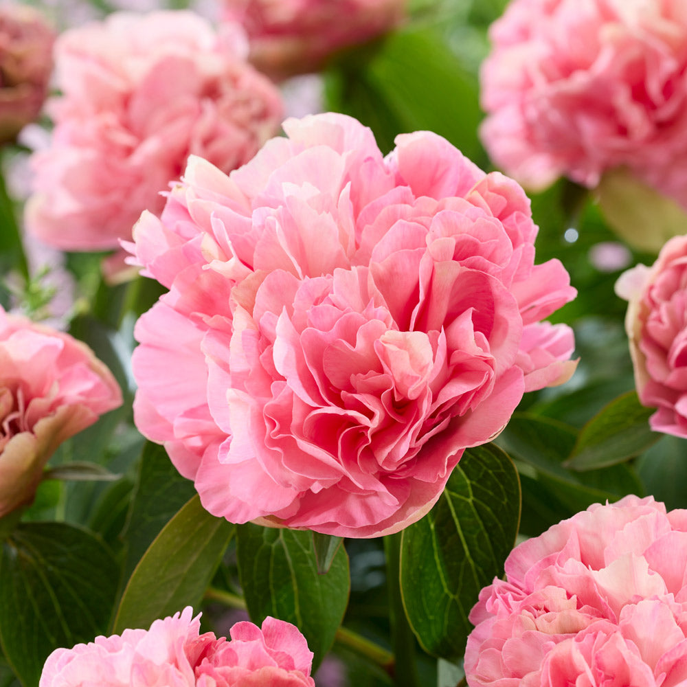 Peony 'Lois' Choice'