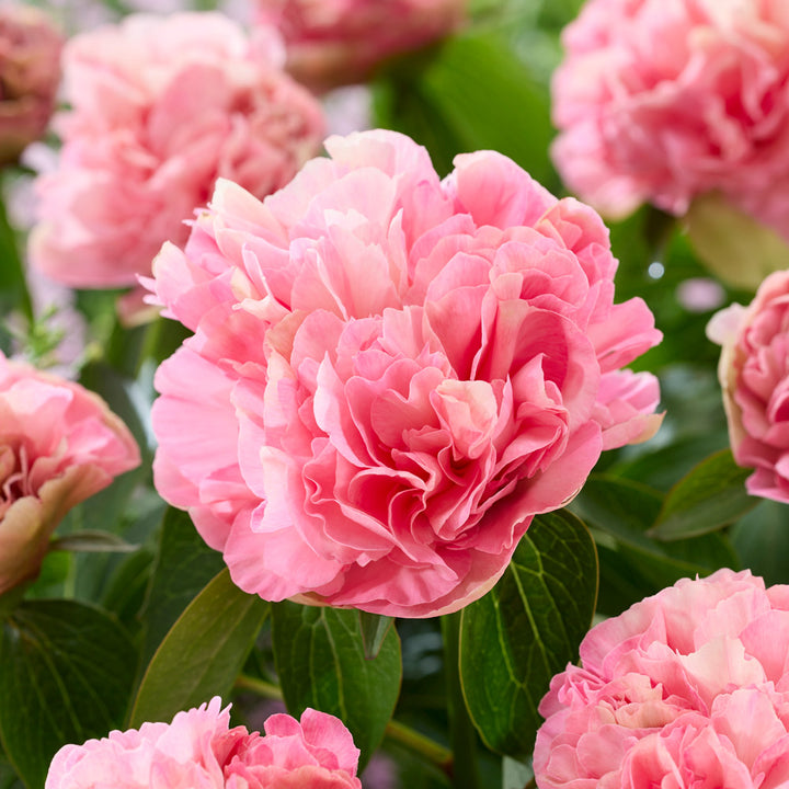 Peony 'Lois' Choice'