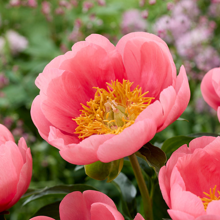 Peony 'Lovely Rose'