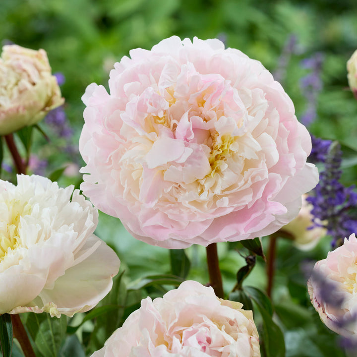 Peony 'Florence Nicholls'