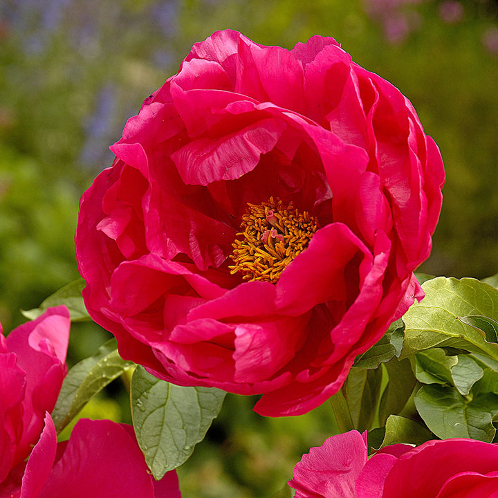 Peony 'Paula Fay'