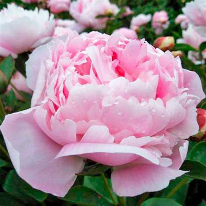 Peony 'La Perle'