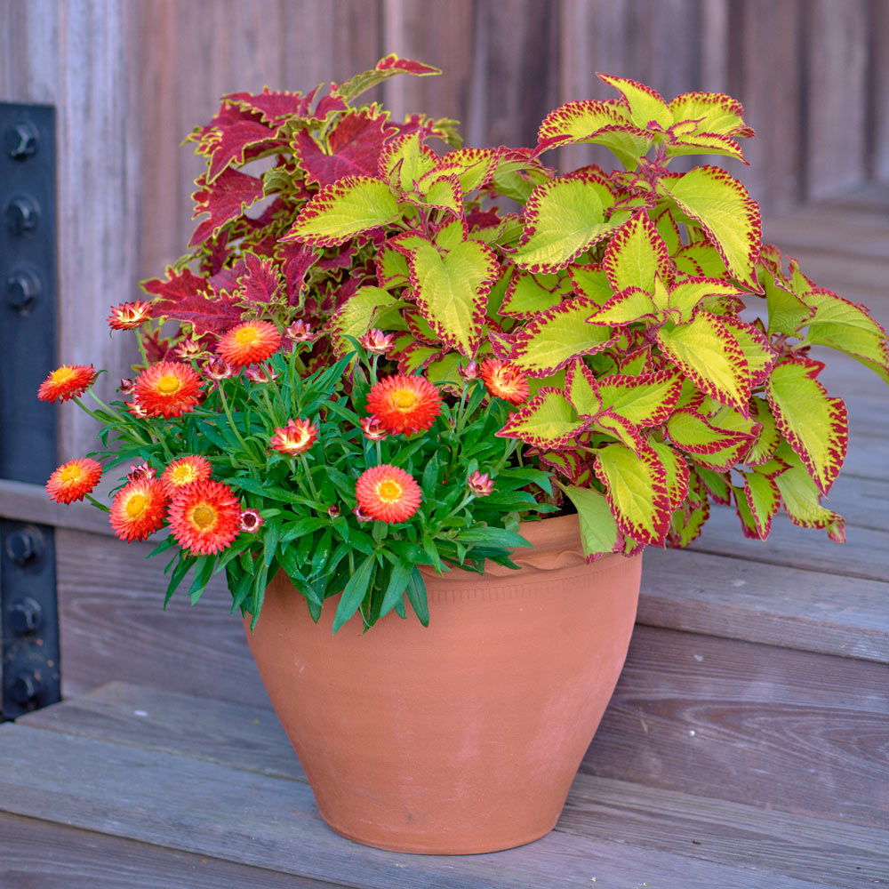 Piecrust Flower Pot