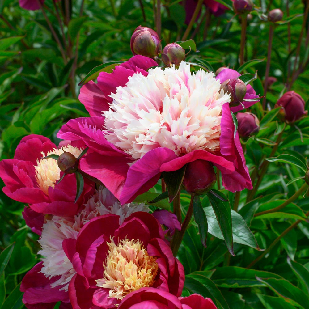 Fragrant Peony Collection