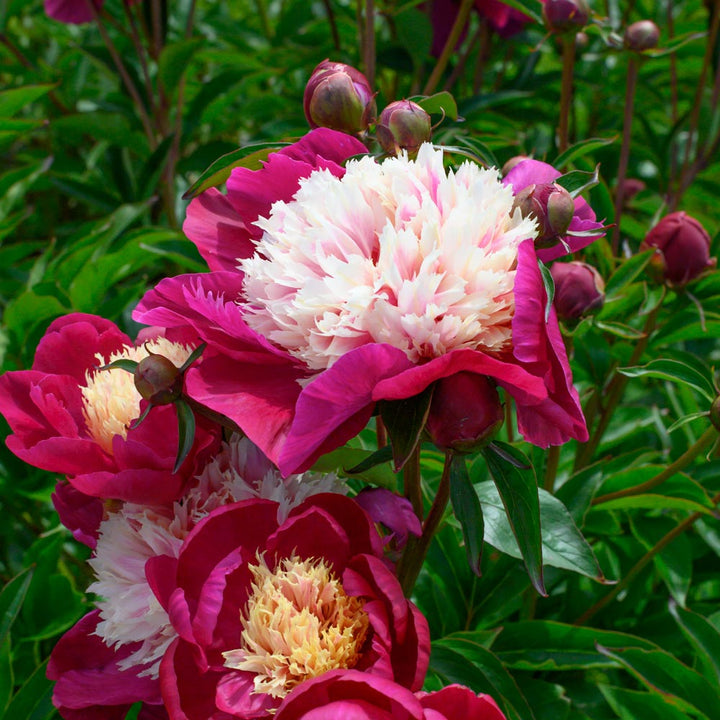 Fragrant Peony Collection