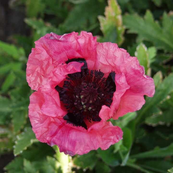 Papaver orientale 'Raspberry Queen'