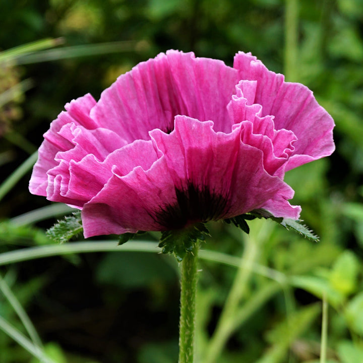 Papaver orientale 'Central Park'