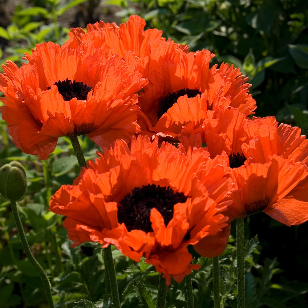 Rainbow Sampler of Oriental Poppies