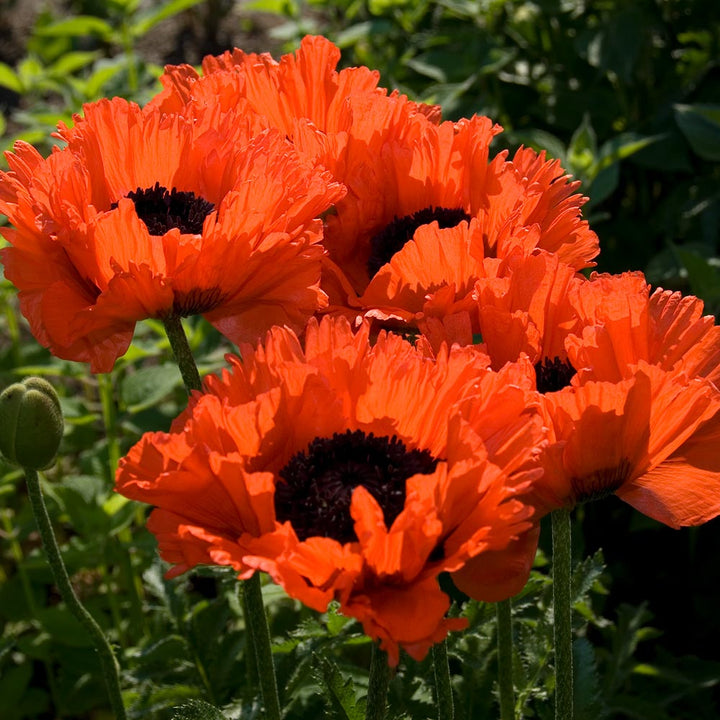 Rainbow Sampler of Oriental Poppies