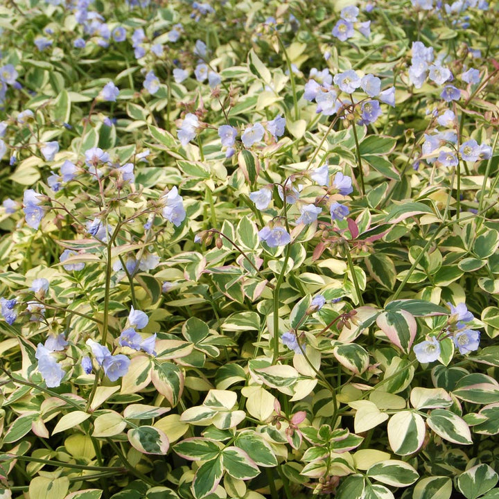 Polemonium reptans 'Stairway to Heaven'