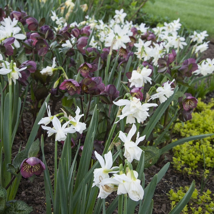 Narcissus 'Thalia'
