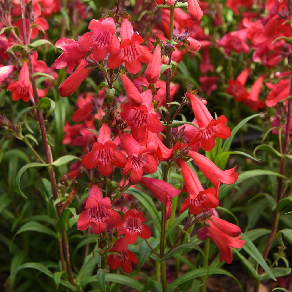 Long-Season Hummingbird Garden