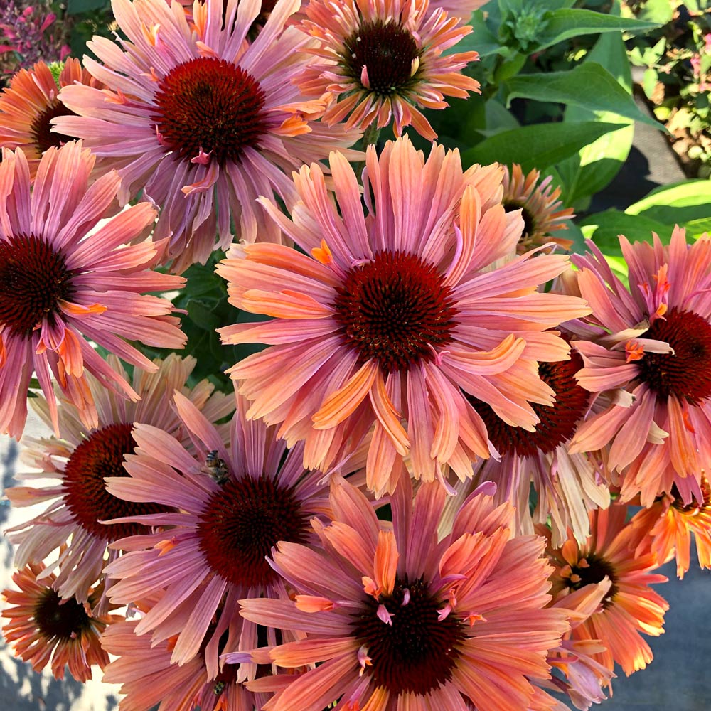 Echinacea Fresco™ 'Apricot'