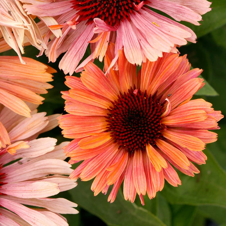 Echinacea Fresco™ 'Apricot'