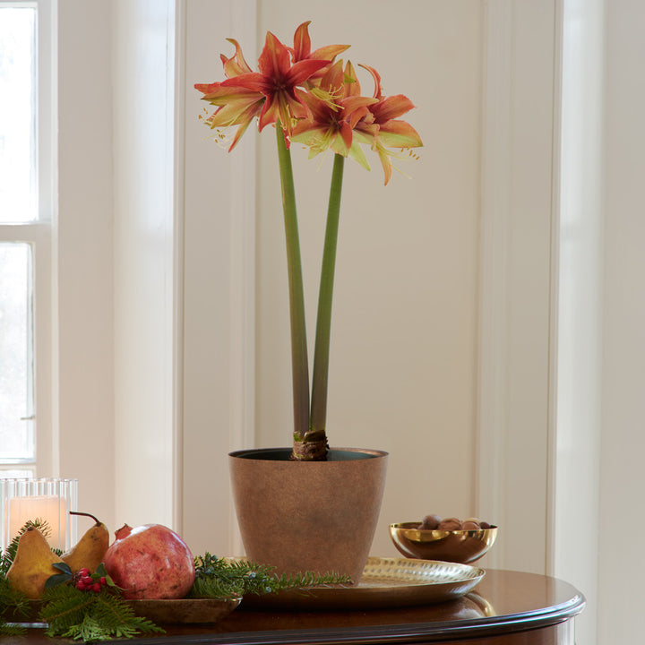 Amaryllis 'Wild Amazone,' one bulb in resin cachepot