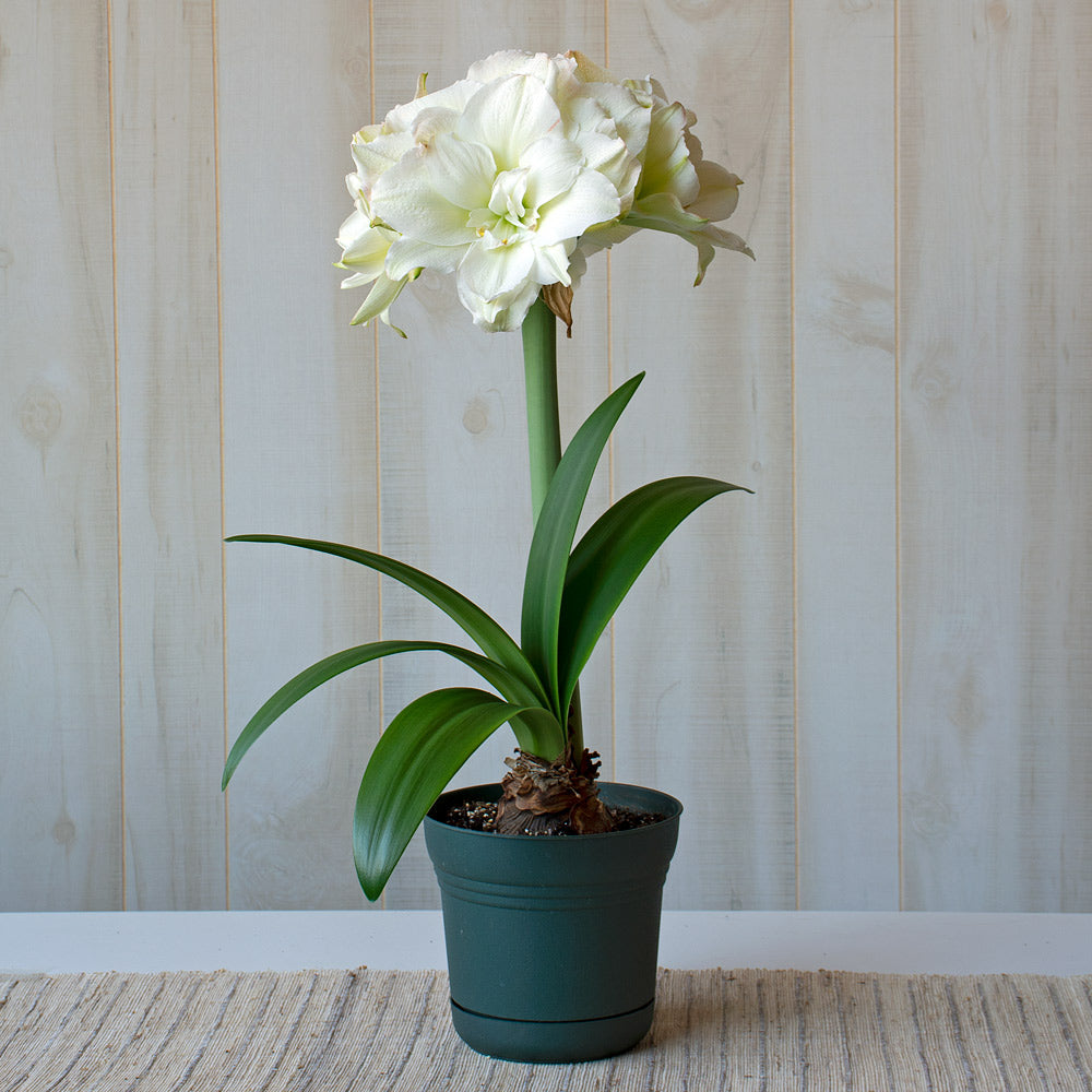 Amaryllis 'Polar Belle,' one bulb in nursery pot