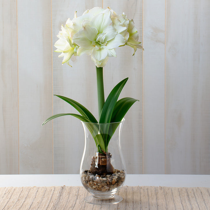 Amaryllis 'Polar Belle,' one bulb with hurricane vase kit