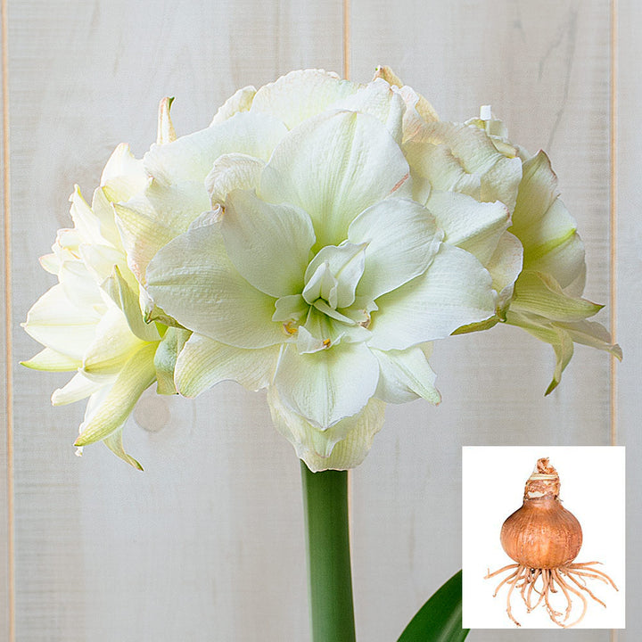Amaryllis 'Polar Belle,' one bulb in linen bag