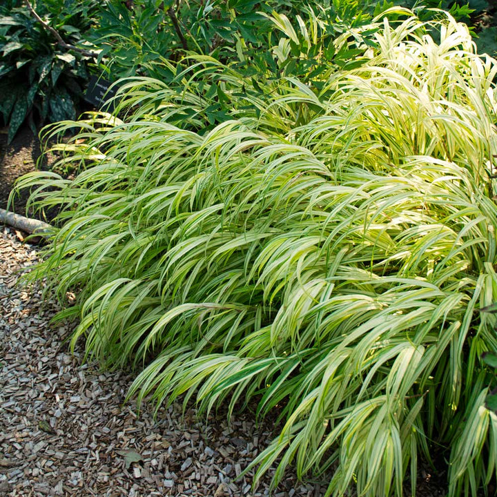 Hakonechloa macra 'Aureola'
