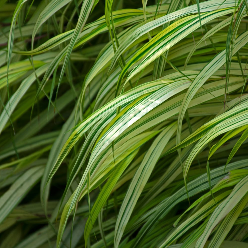 Hakonechloa macra 'Aureola'