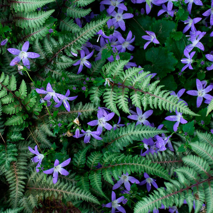 Campanula poscharskyana 'Blue Gown'