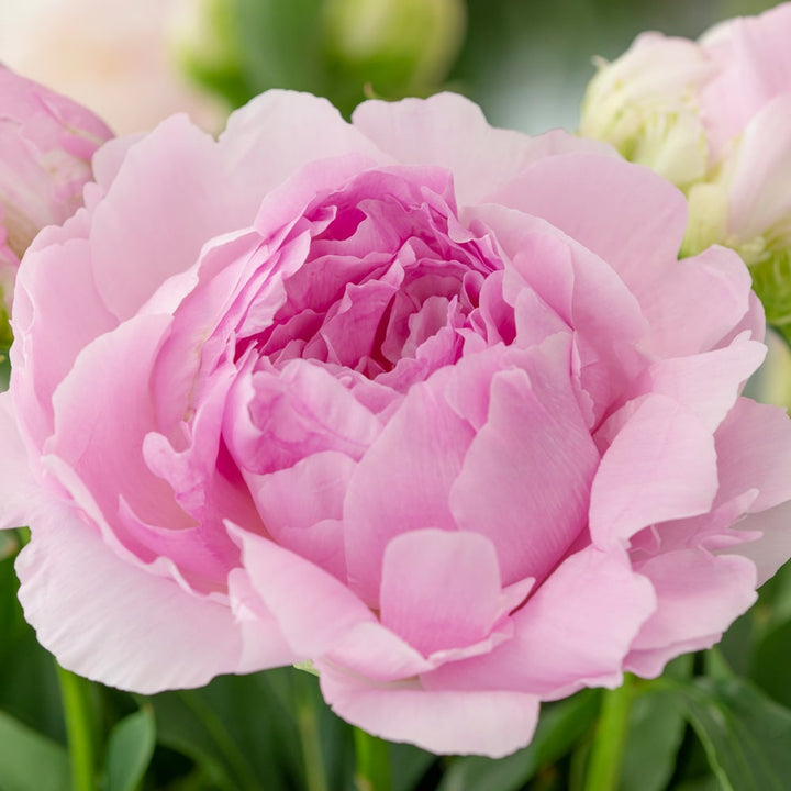 Peony 'Dinner Plate'