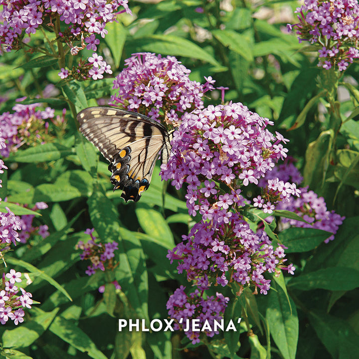 Start a Garden for Butterflies