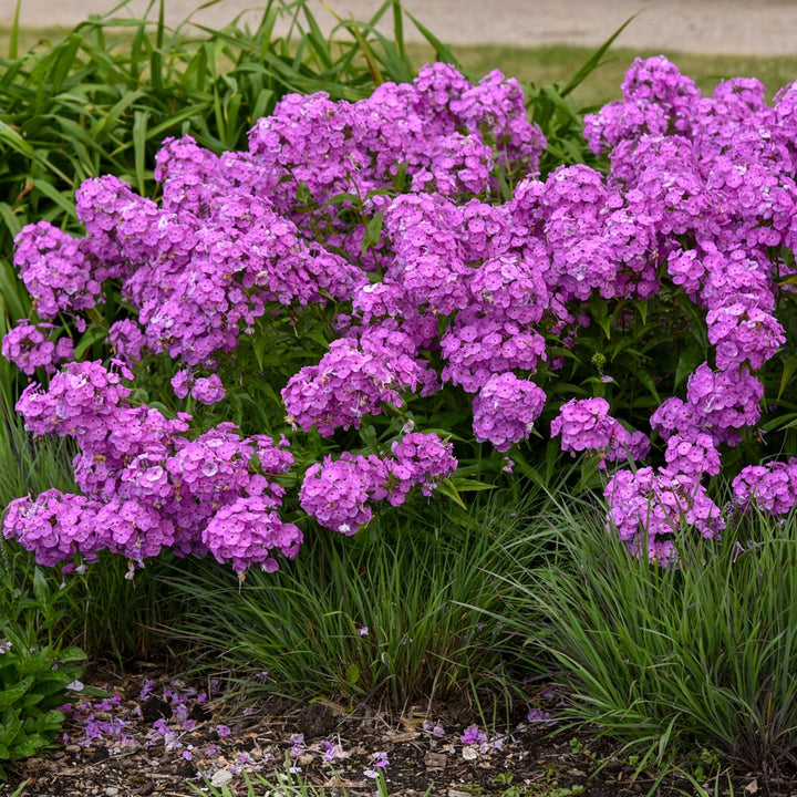 Phlox 'Fashionably Early Flamingo'