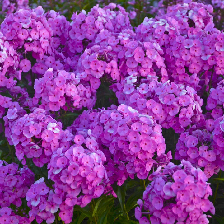 Phlox 'Fashionably Early Flamingo'